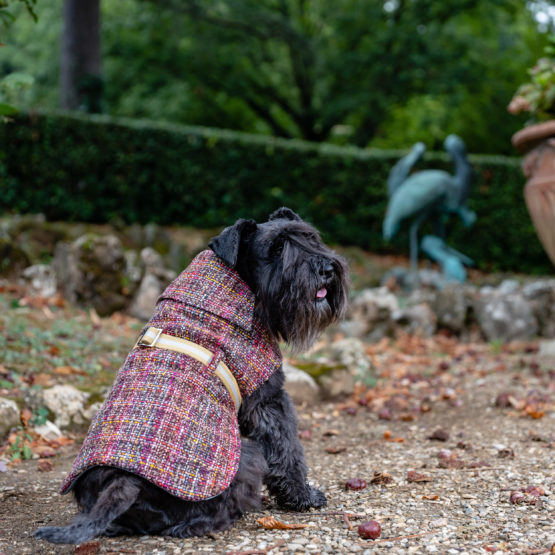 Chanel Dog Clothing 
